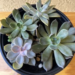 Mix Of Succulent Plants 🪴 