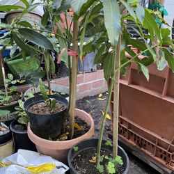 Mango Tree