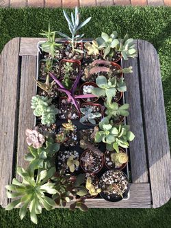 A Variety Of Succulent Plants In 2" Containers 