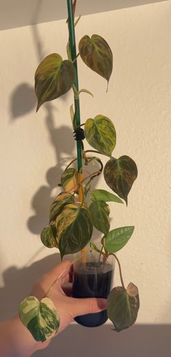 Variegated Mican