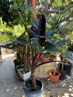 Alocasia metalhead