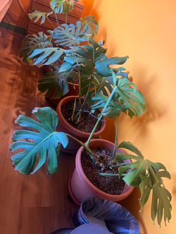 Monstera Deliciosa ON WHEELS