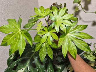 Fatsia Japonica Camouflage
