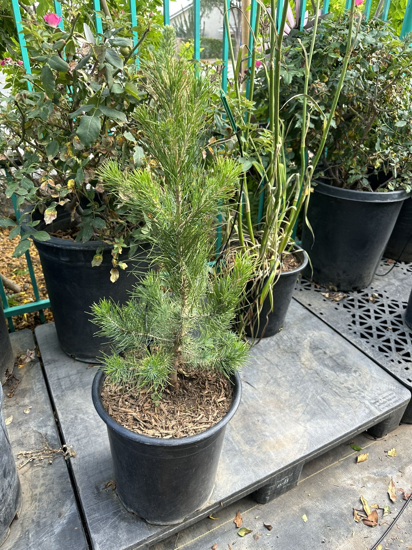 Afghan pine, Mondell pine tree, desert pine, elder pine and eldarica pine (Pinus eldarica) 5gal