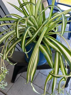 Spider Plant