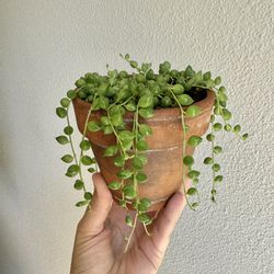 String Of Pearls Plant With Terracotta Pot 