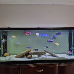 Fish Tank Aquarium Decoration 