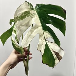 BiG Monstera Albo Top Cut