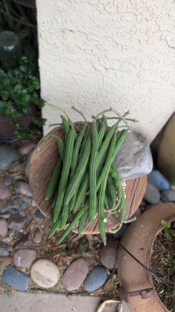 Moringa Various Sizes