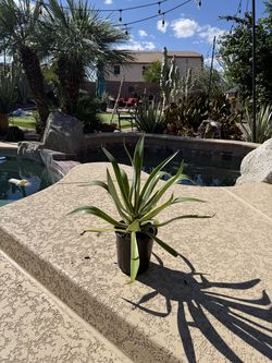 Agave/Cactus