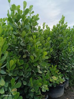 Beautiful Clusia privacy Hedge Plants 25gl 6.5-7ft $95
