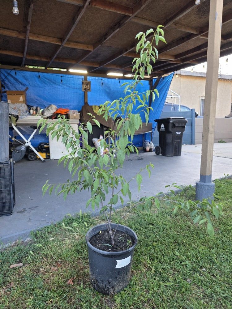 Planta de Cherry Roja