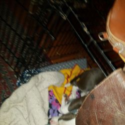 English Horse Riding Saddle