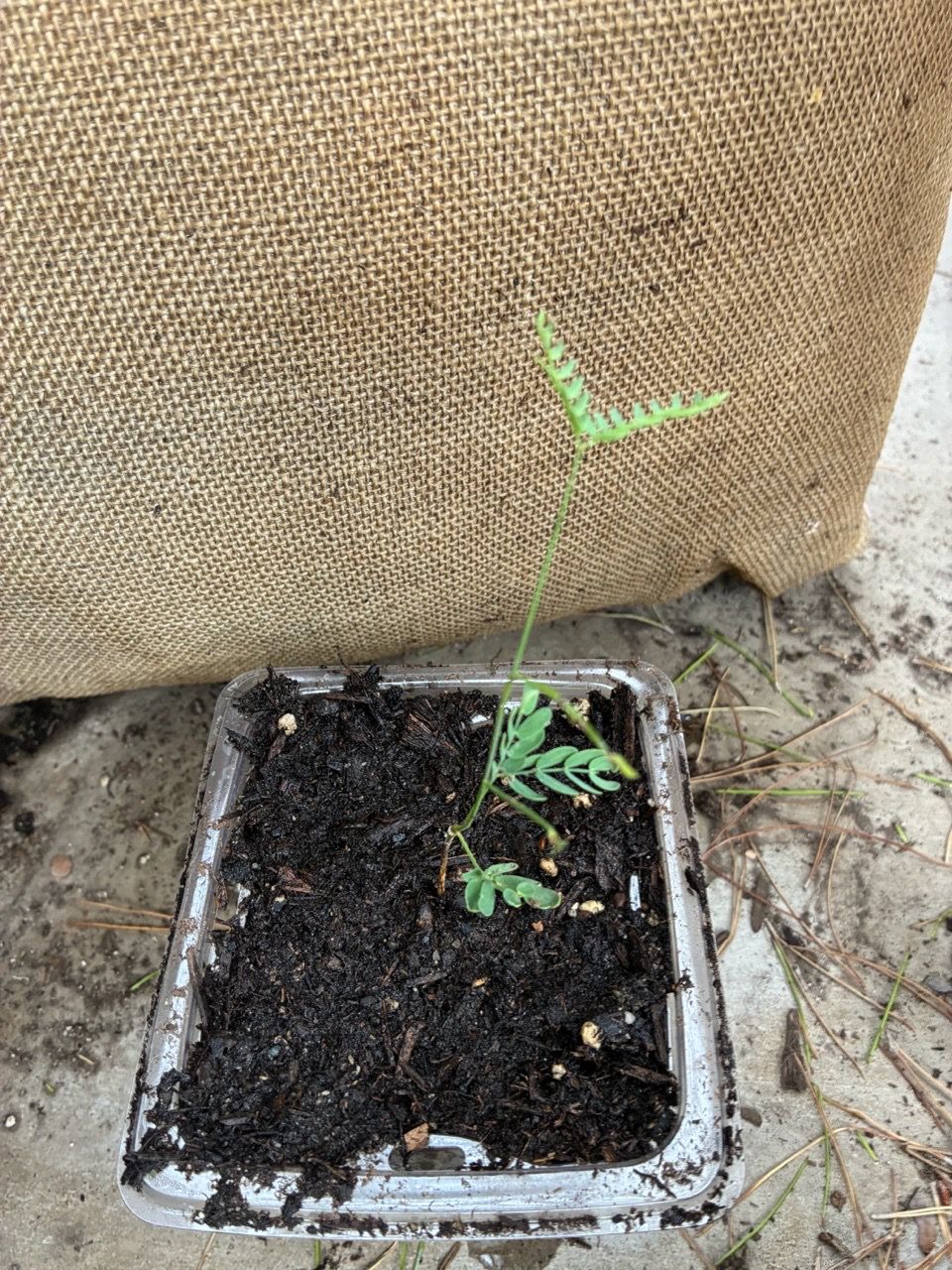 Baby willow acacia trees for Sale in Las Vegas, NV - OfferUp