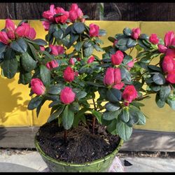 Bonsai 3 Red Color Azalea Planted In One Pot $50