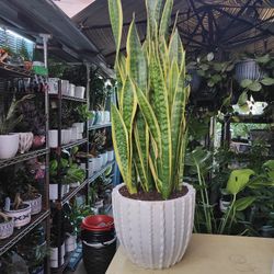 Snake Plants