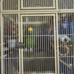 Cage And Inside Cage 