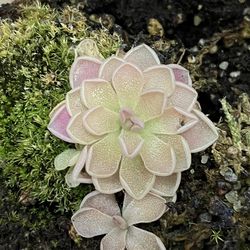 Carnivorous Plants (Pinguicula) Butterworts