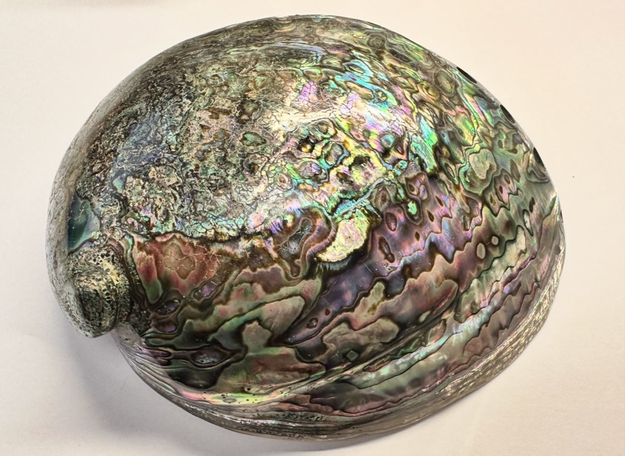 Vintage Abalone Shell Paua Very Rare and Unique POLISHED ON BOTH SIDES 7” x 5.5”