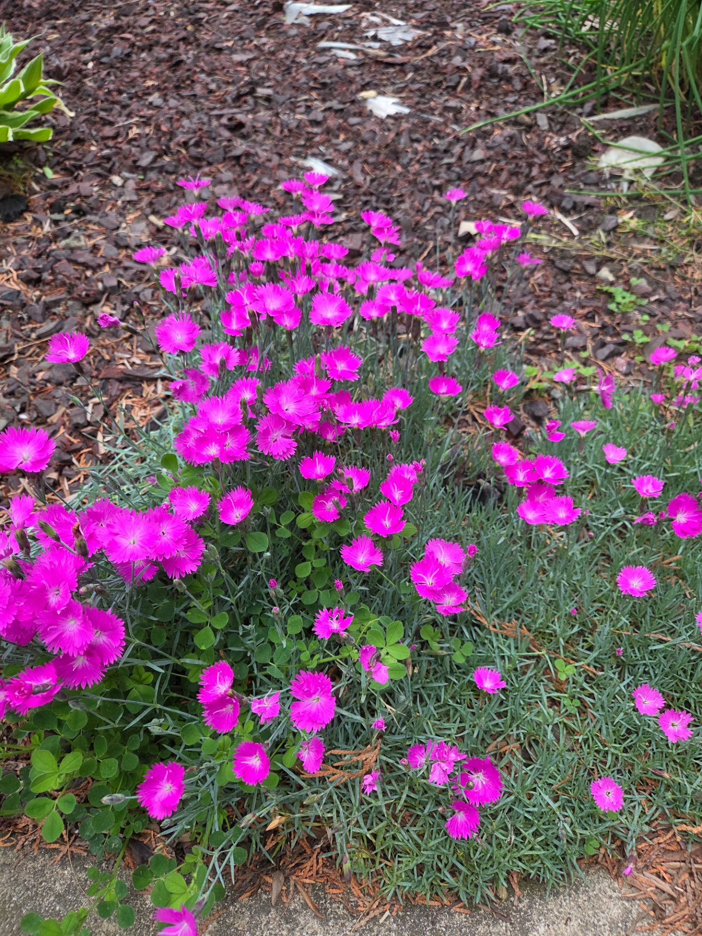 DIANTHUS perfect for decoration on wedges in your garden