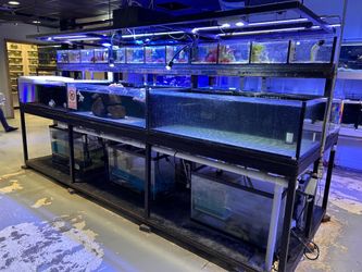 420 gallon frag tank