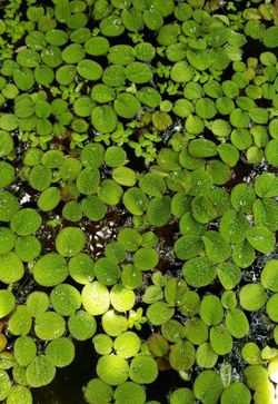 Salvinia Minima (water Surface Plant)