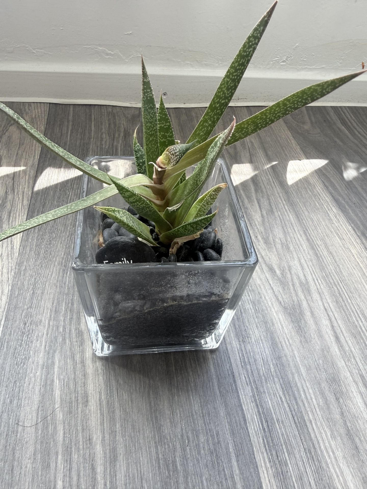 Cillazedgue Plant