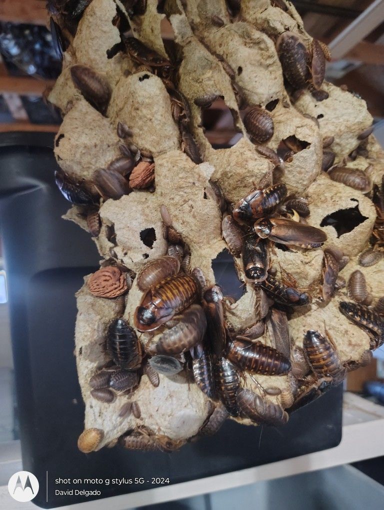 Dubias Roches Feeders