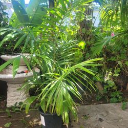 Bucket With 3 KING PALM