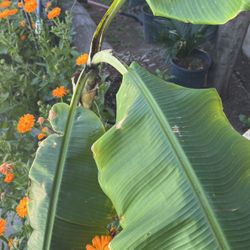 Banana Plants 