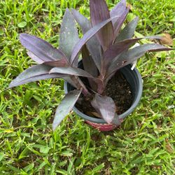 Plants 