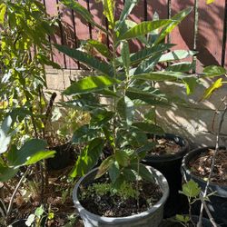 Loquat 15 Gal Pot $20.00 Each.
