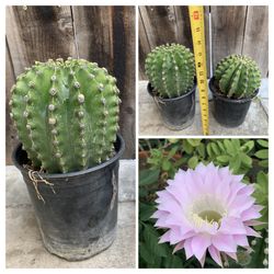 Available THURSDAY 6/26  Beautiful Pink Easter Lily Cactus Live Plant 1 in Gallon Pot Drought Tolerant Succulent Low Maintenance  Cash only  PICK UP A