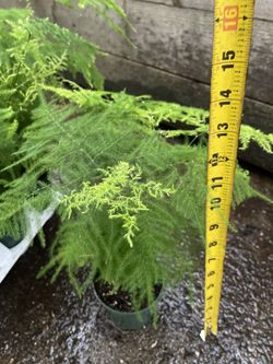 Fern Leaf Plumosus Asparagus Fern - 4" Pot - Easy to Grow - Great Houseplant Or outdoor shade.