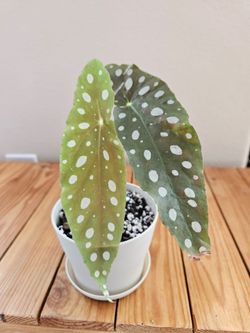 Begonia Maculata (Cream pot-C)