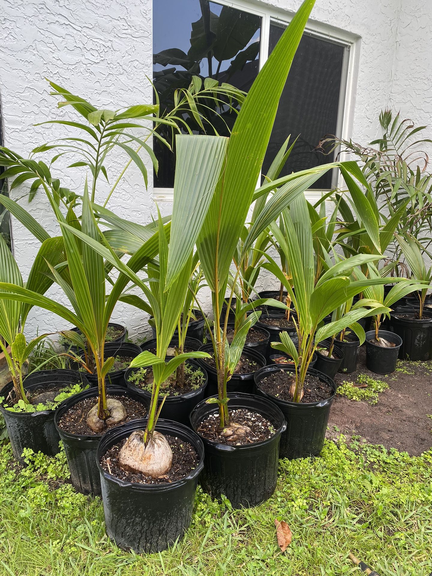 Green, Yellow and Gold Jamaican /Malayan Dwarf Coconut Palm Trees