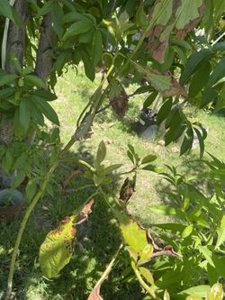 Aguacate