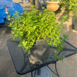 Mint Plant 