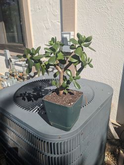 Jade plant