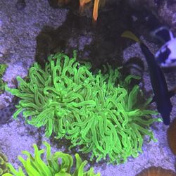 Fake Pink Tip Aussie Torch