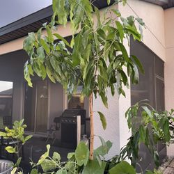 Large Mango Tree 🥭 