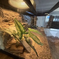 Bearded Dragon Enclosure 