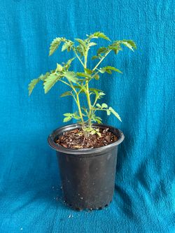Everglades tomatoes