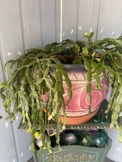 Christmas cactus with big pot