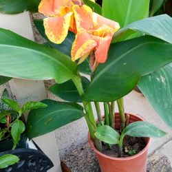 lilys matizados  amarillo y anaranjado $$8