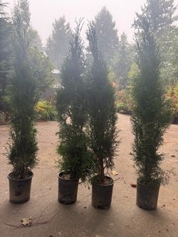Huge 1gal Emerald Green Arborvitae —