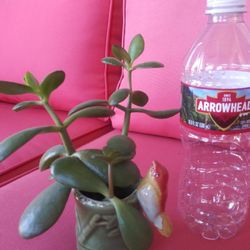 Small Pot With  Plant