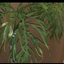 Rare Philodendron Warscewiczii Plant Cutting ( Pls Read Description Below)