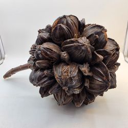 Super hard to find! Vietnamese Water Coconut a/k/a Nipa Palm Fruit seed pod