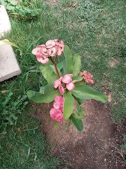 Planta. de corona de cristo